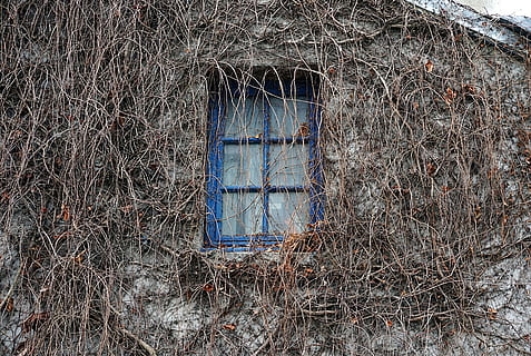 finestra, paret, façana, casa antiga, casa, heura, plantes enfiladisses, blau, arbre nu, abandonat, arquitectura, exterior de l'edifici, cap gent, estructura construïda, dia, planta, edifici, naturalesa, sec, a l'aire lliure, seguretat, primer pla, vell, material de fusta, vidre - material, branca, deteriorament, 5K, CC0, domini públic, lliure de regalies