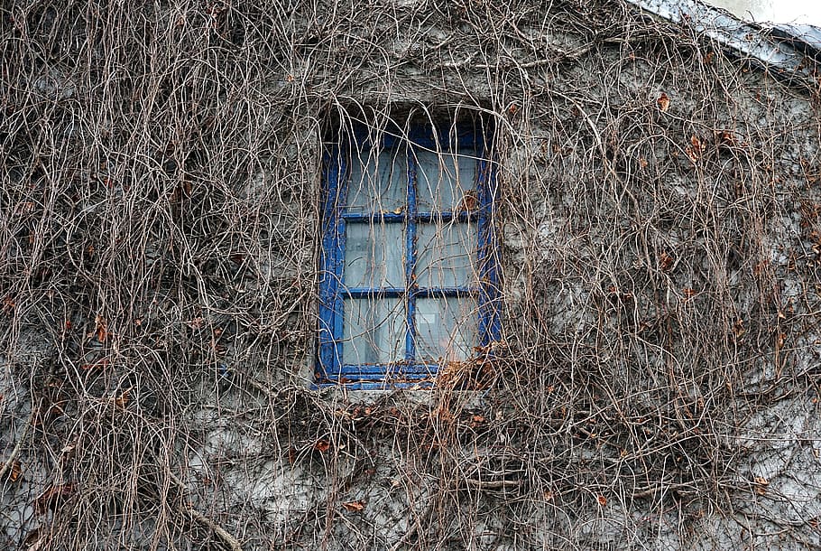 finestra, paret, façana, casa antiga, casa, heura, plantes enfiladisses, blau, arbre nu, abandonat, arquitectura, exterior de l'edifici, cap gent, estructura construïda, dia, planta, edifici, naturalesa, sec, a l'aire lliure, seguretat, primer pla, vell, material de fusta, vidre - material, branca, deteriorament, 5K