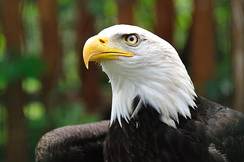 superficiale, fotografia a fuoco, Calvo, aquila, selettivo, foto di messa a fuoco, uccello, becco, aquila calva, aquila - uccello, uccello rapace, animale, natura, carnivoro, animali allo stato selvatico, testa di animale, ritratto, piuma, avvicinamento, Stati Uniti d'America, maestoso, occhio animale, un animale, parte del corpo animale, temi animali, vertebrato, fauna selvatica, concentrarsi sulle conoscenze acquisite, nessuno, analizzare, cercare, guardare, giorno, guardando lontano, falco - uccello, 2K, CC0, dominio pubblico, privo di copyright