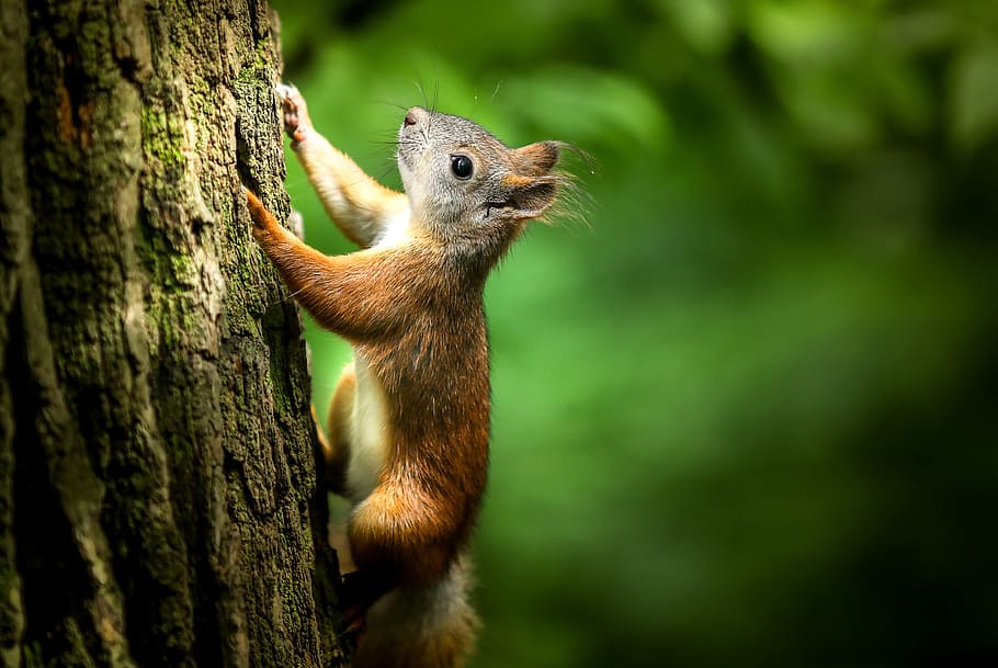 Marrone, scoiattolo, arrampicata, albero, Senza titolo, foresta, roditore, parco, passeggiare, avvicinamento, arancia, natura, saltare, tronco d'albero, un animale, animali allo stato selvatico, fauna selvatica, animale, temi animali, mammifero, tronco, pianta, vertebrato, nessuno, terra, ramo, chipmunk, concentrarsi sulle conoscenze acquisite, all'aperto, 4K