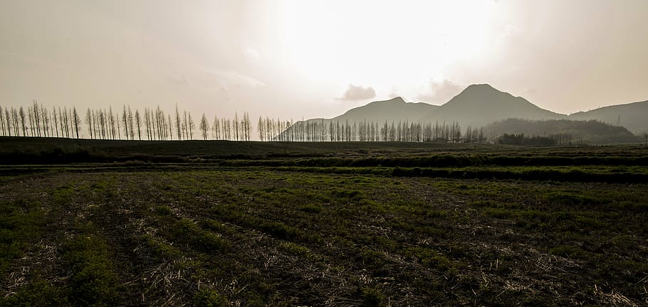 moganshan, arbre, carretera, naturalesa, muntanya, bosc, a l'aire lliure, paisatge, cel, medi ambient, boira, aigua, núvol - cel, terra, escenics - natura, bellesa a la natura, viatjar, destinacions de viatge, al matí, mar, cap gent, arquitectura, ciutat, cim de muntanya, 5K