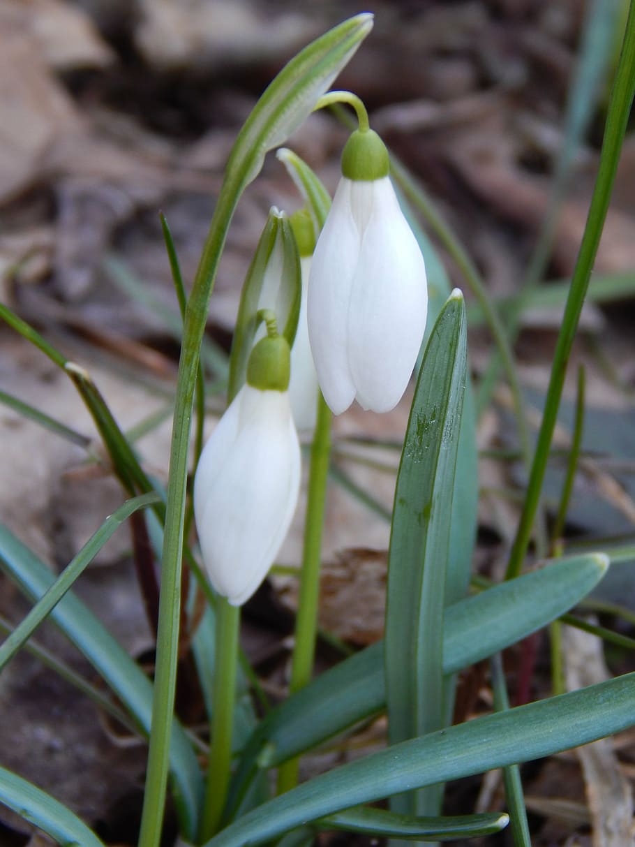 bucaneve, primavera, fiori di primavera, pianta, fiore, bellezza nella natura, pianta fiorita, fragilità, vulnerabilità, crescita, petalo, avvicinamento, freschezza, Colore bianco, testa di fiore, infiorescenza, natura, stelo vegetale, nessuno, messa a fuoco selettiva, giorno, concentrarsi sulle conoscenze acquisite, all'aperto, morbidezza, 4K
