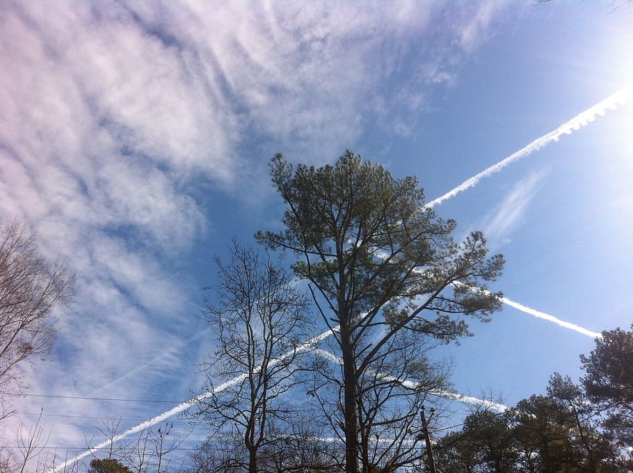 cel, contrails, núvols, senders, blau, volar, alt, transport, assolellat, arbre, planta, núvol - cel, vista d’angle baix, bellesa a la natura, cap gent, dia, tranquil·litat, naturalesa, creixement, escena tranquil·la, a l'aire lliure, escenics - natura, arbre nu, branca, pista de vapor, escena no urbana, llum solar, Wispy, 2K