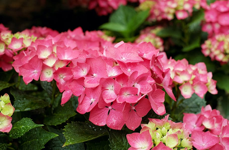 fotografi makro, berwarna merah muda, bunga-bunga, hydrangea, berkembang, taman, hujan, alam, warna merah jambu, menanam, daun, daun bunga, musim panas, bunga, tanaman berbunga, keindahan di alam, kerapuhan, kesegaran, kerentanan, pertumbuhan, bagian tanaman, hal berkembang, merapatkan, kepala bunga, tidak ada orang, hari, botani, musim semi, di luar rumah, seikat bunga, 4K