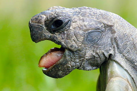 fotografia ravvicinata, snapping, tartaruga, animale, linguaggio, viso, animali, rettile, tortie, natura, temi animali, un animale, fauna selvatica, animali allo stato selvatico, avvicinamento, vertebrato, parte del corpo animale, testa di animale, nessuno, concentrarsi sulle conoscenze acquisite, giorno, all'aperto, ritratto, zoo, vista laterale, bocca aperta, guscio di tartaruga, bocca animale, vista profilo, collo animale, scala animale, 4K, CC0, dominio pubblico, privo di copyright