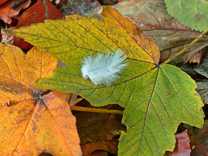 Maple Leaf, Leaves, Fall Foliage, maple, spring, bird feather, autumn, fall color, fall leaves, autumn mood, emerge, golden autumn, nature, bright, october, mood, still life, plant, golden october, colorful, autumn colours, leaf, change, close-up, outdoors, plant part, day, leaf vein, beauty in nature, no people, growth, tree, natural pattern, yellow, focus on foreground, maple tree, natural condition, fall, 2K, CC0, public domain, royalty free