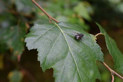 latać, pluskwa, zielony, arkusz, Natura, Zielony, arkusz, liść, zbliżenie, dzień, na dworze, żadnych ludzi, zielony kolor, część rośliny, zwierzę, tematy zwierzęce, zwierzęca przyroda, jedno zwierzę, bezkręgowy, wzrost, zwierzęta na wolności, owad, roślina, skupić się na pierwszym planie, piękno natury, wysoki kąt widzenia, mały, 5K, CC0, domena publiczna, darmowe zdjęcia