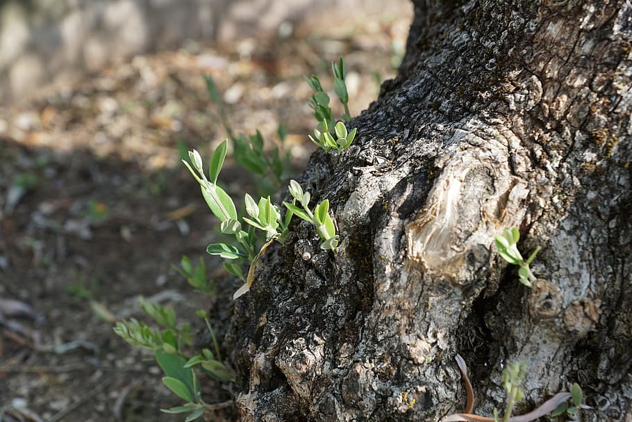 olivera, arbre, planta, tronc de l'arbre, tronc, creixement, naturalesa, cap gent, dia, primer pla, escorça, material de fusta, centrar-se en primer pla, terra, a l'aire lliure, textura, vegetals, escorça de la planta, camp, bellesa a la natura, enfocament selectiu, 5K
