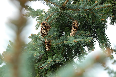 selettivo, fotografia a fuoco, verde, Pino, pigne, aghi di pino, albero, pigna, aghi, all'aperto, cono, sempreverde, pianta, crescita, bellezza nella natura, colore verde, giorno, nessuno, ramo, natura, albero di conifere, Inquadratura dal basso, la tranquillità, messa a fuoco selettiva, Pinaceae, avvicinamento, foglia, ago - parte vegetale, abete, bosco di pini, 4K, CC0, dominio pubblico, privo di copyright