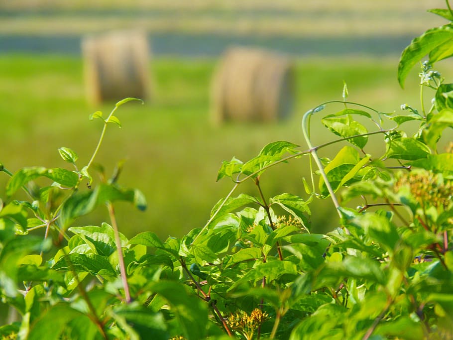 camp, naturalesa, palla, paquet, verd, fulles, herba, primavera, planta, color verd, part de la planta, full, cap gent, paisatge, menjar i beguda, creixement, agricultura, terra, menjar, enfocament selectiu, medi ambient, frescor, escena rural, dia, a l'aire lliure, 4K