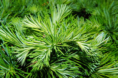 pine, needles, tree, green, pine needles, branch, pine greenhouse, conifer, nature, plant, pine branch, softwood, foliation, young, shoots, close, spring, green Color, evergreen Tree, coniferous Tree, needle - Plant Part, fir Tree, close-up, backgrounds, growth, leaf, plant part, beauty in nature, no people, herb, day, full frame, food, food and drink, outdoors, freshness, focus on foreground, pine tree, 5K, CC0, public domain, royalty free