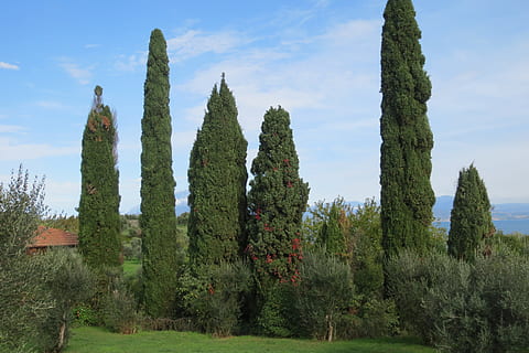 trær, innsjø, tim, natur, tre, cypress tree, landskap, himmel, scenics, grønn farge, utendørs, sommer, anlegg, ingen folk, vekst, dag, ro, skjønnhet i naturen, land, felt, rolig scene, kaktus, ikke-urbane scene, saftig plante, naturskjønnhet - natur, sollys, gress, 2K, CC0, offentlig domene, opphavsrett gratis