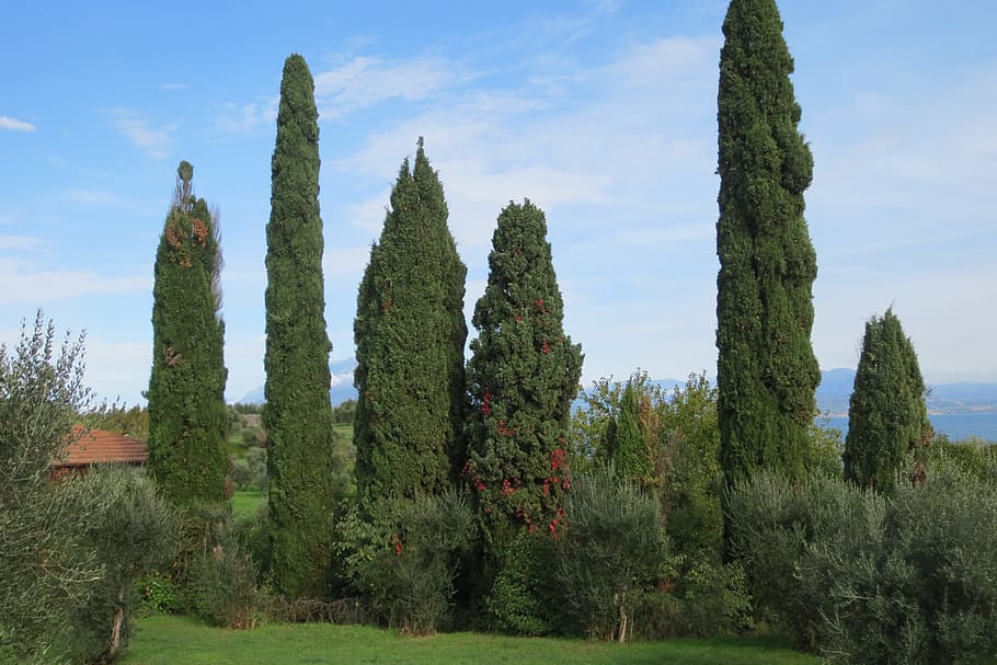 arbres, llac, tim, naturalesa, arbre, xiprer, paisatge, cel, escenics, color verd, a l'aire lliure, estiu, planta, cap gent, creixement, dia, tranquil·litat, bellesa a la natura, terra, camp, escena tranquil·la, cactus, escena no urbana, planta suculenta, escenics - natura, llum solar, herba, 2K
