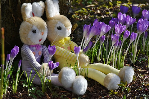 zwei, Gelb, Hase, Plüsch-, Spielzeuge, Krokus, Ostern, Deko, Frühling, Blumen, Osterhase, violett, frühlingsanfang, Natur, der Beginn des Frühlings, lila, Osterthema, Frühlingserwachen, Rosa, Sonne, blühen, Ostergruß, Entspannen Sie Sich, Osterei, Kulturen, Blume, Feier, Tradition, Gras, Ostereiersuche, Darstellung, Tierdarstellung, Spielzeug, Plüschtier, Pflanze, blühende Pflanze, keine Leute, Tier, Urlaub, Ei, Nahansicht, 5K, CC0, gemeinfrei, lizenzfrei