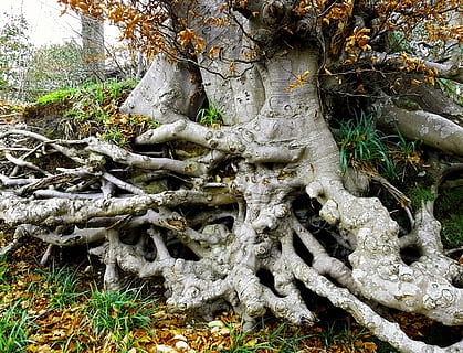 Tree, Landscape, Roots, tree with roots, pattern, natural, environment, nature, moss, no people, root, day, plant, growth, tree trunk, trunk, land, plant part, forest, tranquility, beauty in nature, outdoors, field, overgrown, branch, close-up, 2K, CC0, public domain, royalty free