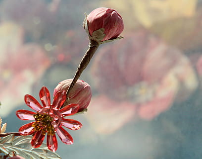 armonia, sfondo, artificiale, permanente, pianta in vaso, fiore, pianta fiorita, pianta, vulnerabilità, bellezza nella natura, freschezza, fragilità, avvicinamento, petalo, crescita, infiorescenza, testa di fiore, natura, nessuno, concentrarsi sulle conoscenze acquisite, colore rosa, germoglio, rosso, messa a fuoco selettiva, stelo vegetale, all'aperto, primavera, polline, marrone, sepalo, 2K, CC0, dominio pubblico, privo di copyright