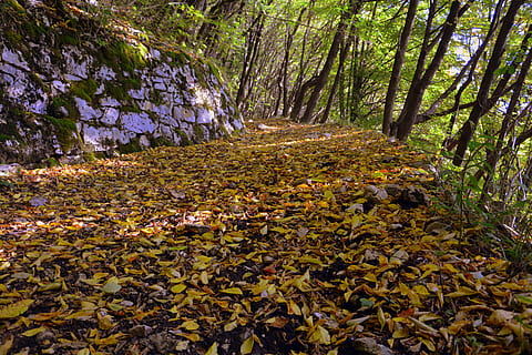 excursie, pădure, toamnă, traseu, Munte, calea europeană, e5, Lessinia, Italia, plantă, copac, frunze, teren, parte a plantelor, Schimbare, creştere, frumusețe în natură, liniște, natură, o scenă liniștită, zi, nici o persoana, scenă non-urbană, scenice - natura, trompă, trunchi de copac, în aer liber, cădea, 5K, CC0, domeniu public, fără drepturi de autor