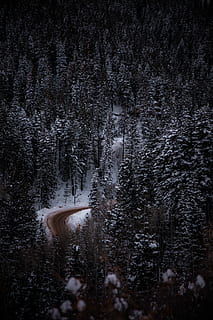 hava, fotoğrafa bak, yol, çevrili, karla kaplı, ağaçlar, kuş, göz görünümü, orman, gündüz, kış, Patrick Hendry, doğa, ağaç, kar, soğuk hava, bitki, arazi, ormanlık, doğada güzellik, manzaralar - doğa, huzur, insansız, çevre, kentsel olmayan sahne, açık havada, gövde, peyzaj, sakin sahne, çam ağacı, iğne yapraklı ağaç, çam ormanları, kar yağışı, 8K, CC0, kamu malı, telif ücretsiz