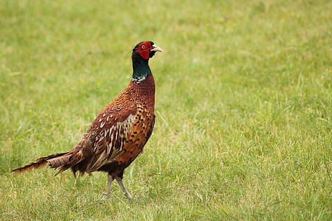 tun, Vogel, flüchtig, Tierthemen, Tier, Wirbeltier, Gras, ein Tier, Pflanze, Natur, Tiere in freier Wildbahn, Tierwelt, Feld, keine Leute, grüne Farbe, Fokus auf den Vordergrund, männliches Tier, Vieh, Haustiere, Land, Tag, in voller Länge, draußen, 4K, CC0, gemeinfrei, lizenzfrei