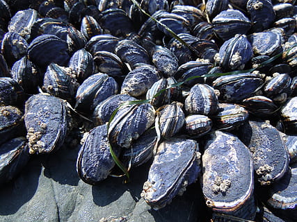 Muscheln, Küstenstrand, Schale, Natur, Ozean, Strand, Marine, Schaltier, Küste, Weichtier, Meer, Gezeitenpool, Tierthemen, keine Leute, große Gruppe von Tieren, Tiere in freier Wildbahn, Tierwelt, Tag, große gruppe von gegenständen, Vollbild, Hintergründe, Sonnenlicht, Muschel, Tier, Nahansicht, texturiert, Gruppe von Tieren, Fülle, Stillleben, Tierhülle, draußen, 4K, CC0, gemeinfrei, lizenzfrei