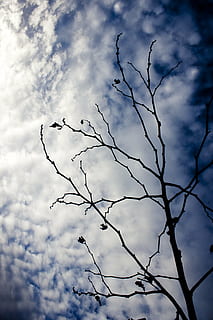 branch, tree, reverse light, sky, cloud, blue, cloud - sky, plant, bare tree, low angle view, nature, no people, beauty in nature, tranquility, silhouette, outdoors, day, tranquil scene, growth, scenics - nature, dead plant, bare, 4K, CC0, public domain, royalty free