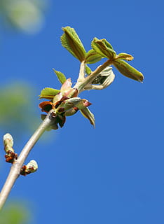 motore, primavera, albero, rami, giovane guidava, spina, discendente, natura, germoglio, crescere, unità fresca, Castagna, blu, nessuno, pianta, avvicinamento, crescita, giorno, cielo, cielo sereno, all'aperto, bellezza nella natura, fiore, pianta fiorita, fragilità, vulnerabilità, Inquadratura dal basso, freschezza, stelo vegetale, luce del sole, ramoscello, inizi, testa di fiore, 2K, CC0, dominio pubblico, privo di copyright
