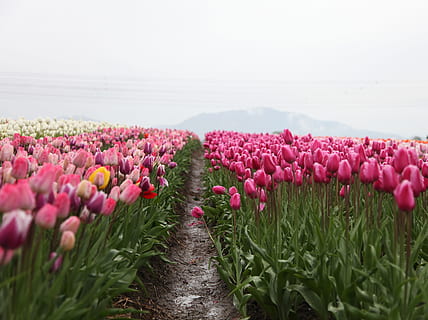lyserød, tulipaner felt, dagtimerne, landskabsfoto, tulipanblomst felt, foran, bjerg, Mark, blomster, tulipan, blomst, natur, forår, holland, plante, skønhed i naturen, sommer, multi farvet, udendørs, rød, himmel, blomsterhoved, blomsterseng, landskab, landlige scene, blå, grøn farve, blomstre, sæson, landbrug, ingen mennesker, i en række, vækst, blomstrende plante, friskhed, skrøbelighed, sårbarhed, jord, lyserød farve, dag, ro, retning, rolig scene, lilla, 2K, CC0, offentligt domæne, royaltyfrie