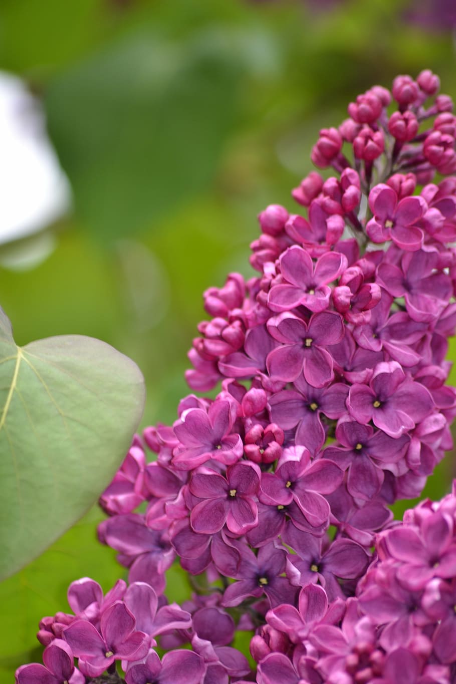 acido, primavera, potrebbe, fiori, pianta fiorita, fiore, pianta, bellezza nella natura, vulnerabilità, colore rosa, fragilità, freschezza, crescita, petalo, avvicinamento, parte vegetale, foglia, natura, testa di fiore, infiorescenza, giorno, concentrarsi sulle conoscenze acquisite, nessuno, lilla, all'aperto, viola, 4K