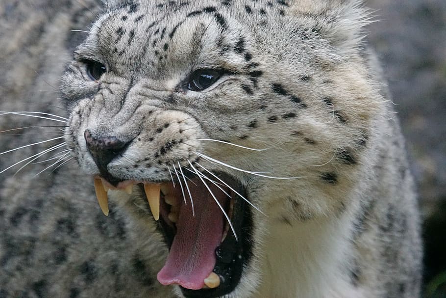 fotografia de primer pla, lleopard, lleopard de les neus, irbis, grinyolant, depredador, panthera uncia, taques, gat gran, retrat animal, noble, món animal, animal, temes d'animals, un animal, felí, gat, mamífer, primer pla, boca oberta, boca, centrar-se en primer pla, bigotis, fauna animal, vertebrats, cap gent, dia, part del cos dels animals, animals a la natura, carnivora, mascotes, cap d’animals, agressió, boca d’animals, 5K