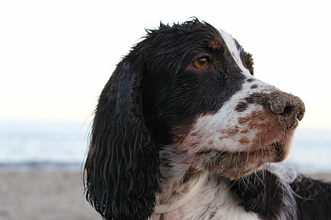Spaniel, Hund, Strandsand, Strand, Sand, Haustiere, ein Tier, draußen, Meer, Eckzahn, Säugetier, Tierthemen, inländisch, Tier, Nahansicht, suchen, schwarze Farbe, Wasser, Himmel, Wegschauen, Fokus auf den Vordergrund, Tierkörperteil, keine Leute, Border Collie, Tierkopf, Whisker, tierische Nase, Tierauge, 5K, CC0, gemeinfrei, lizenzfrei