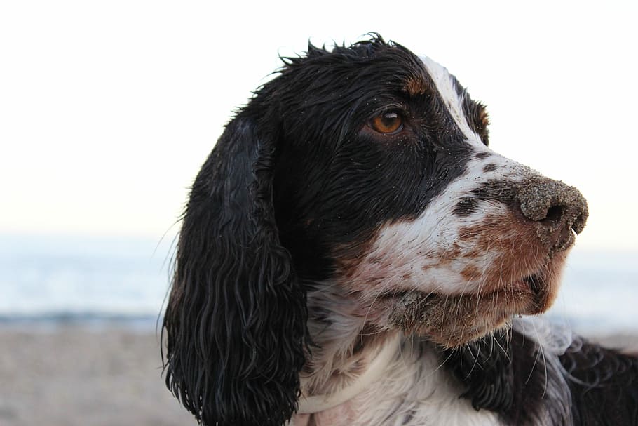 Spaniel, Hund, Strandsand, Strand, Sand, Haustiere, ein Tier, draußen, Meer, Eckzahn, Säugetier, Tierthemen, inländisch, Tier, Nahansicht, suchen, schwarze Farbe, Wasser, Himmel, Wegschauen, Fokus auf den Vordergrund, Tierkörperteil, keine Leute, Border Collie, Tierkopf, Whisker, tierische Nase, Tierauge, 5K