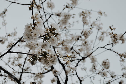 Baum der weißen Blume, weiße Blumen, Baum, Blume, blühen, Himmel, Weiß, Blau, Ast, Kirschblüte, Blütenblatt, Knospe, naturistum, Natur, Hintergrund, blasse Farbe, blass, Süßigkeitsfarbe, Süßigkeiten, elegant, Feminist, Zerbrechlichkeit, Verletzlichkeit, Pflanze, blühende Pflanze, Schönheit in der Natur, Wachstum, Frische, weiße Farbe, Frühling, Fokus auf den Vordergrund, Tag, Nahansicht, keine Leute, Zweig, draußen, Kirschbaum, Blütenkopf, Pollen, 4K, CC0, gemeinfrei, lizenzfrei