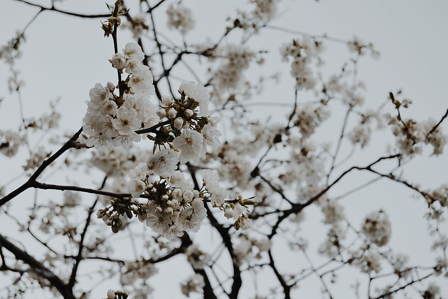 arbre de flors blanques, flors blanques, arbre, flor, florir, cel, blanc, blau, branca, flor de cirerer, pètal, brot, naturistum, naturalesa, fons, color pàl·lid, pàl·lid, color dolç, caramels, elegant, feminista, fragilitat, vulnerabilitat, planta, planta amb flors, bellesa a la natura, creixement, frescor, Color blanc, primavera, centrar-se en primer pla, dia, primer pla, cap gent, a l'aire lliure, cirerer, cap de flor, pol·len, 4K