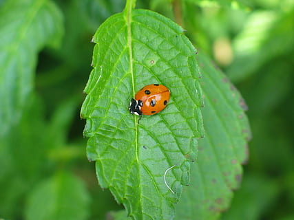 marihøne, bug, bille, punktum, rød, ark, anlegg, natur, grønn, insekt, blad, dyr, nærbilde, sommer, fikk øye på, liten, grønn farge, makro, dyreliv, dyre temaer, virvelløse, dyr i naturen, ett dyr, plante del, dag, vekst, fokusere på forgrunnen, ingen folk, utendørs, 1080P, CC0, offentlig domene, opphavsrett gratis
