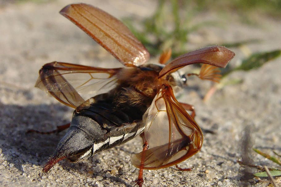 maybug, escarabat, macro, maikäfer, insecte, melolontha, temes d'animals, un animal, animal, fauna animal, animals a la natura, invertebrat, ala dels animals, naturalesa, primer pla, dia, cap gent, centrar-se en primer pla, part del cos dels animals, longitud completa, a l'aire lliure, terra, marró, arna, papallona - insecte, 2K