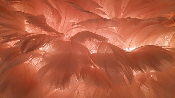 plumas naranjas, naranja, plumas, pluma, lámpara, ligero, iluminación, lámpara de techo, candelero, pelusa, festivo, pantalla de lámpara, Luz eléctrica, atmosférico, brillo, antecedentes, texturizado, resumen, modelo, nadie, fotograma completo, rojo, adentro, naturaleza, de cerca, belleza en la naturaleza, creatividad, estropeado, día, foto de estudio, arrugado, oscuro, blandura, comida y bebida, condición natural, 4K, CC0, dominio público, libre de derechos