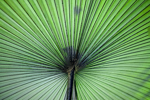fan palm, green, leaf, pattern, plant, green color, full frame, palm leaf, palm tree, plant part, growth, tropical climate, backgrounds, beauty in nature, no people, nature, tree, frond, natural pattern, fanned out, striped, day, outdoors, abstract backgrounds, rainforest, sheltering, directly below, 5K, CC0, public domain, royalty free