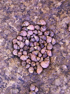 conchiglia, pietra, roccia, collezione, mare, lumaca, Ammonit, cibo e bevande, cibo, freschezza, nessuno, vista dall'alto, direttamente sopra, avvicinamento, benessere, natura morta, abbondanza, mangiare sano, grande gruppo di oggetti, viola, giorno, natura, sfondi, fotogramma intero, strutturato, solido, 2K, CC0, dominio pubblico, privo di copyright