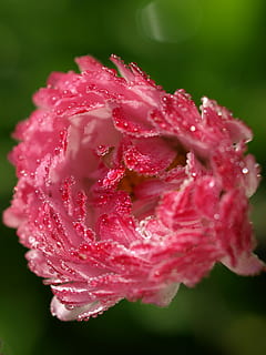 flor, naturalesa, flora, full, a l'aire lliure, margarida anglesa, gota d'aigua, frescor, planta amb flors, primer pla, bellesa a la natura, inflorescència, planta, color rosa, fragilitat, vulnerabilitat, cap de flor, pètal, creixement, cap gent, tirar, aigua, humit, rosada, suavitat, jardineria, gota de pluja, 2K, CC0, domini públic, lliure de regalies