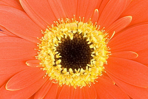 fons, bonic, florir, tancar, primer pla, color, colorit, decoratiu, detall, detalls, flora, flor, flors, macro, pètal, pètals, pol·len, vermell, primavera, margarida, naturalesa, gerbera daisy, planta, estiu, groc, planta amb flors, cap de flor, frescor, bellesa a la natura, fragilitat, vulnerabilitat, inflorescència, creixement, color taronja, marc complet, cap gent, polinització, 720P, CC0, domini públic, lliure de regalies