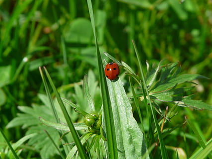 coccinella, scarafaggio, punti, rosso, portafortuna, fortuna, foglia, insetto, natura, animali, fauna, ambiente, macro, vicino, avvicinamento, Coccinellidae, coccinella siebenpunkt, siebenpunkt, coccinella septempunctata, pianta, erba, colore verde, animale, estate, bellezza nella natura, primavera, all'aperto, macchiato, animali allo stato selvatico, un animale, temi animali, fauna selvatica, invertebrato, crescita, giorno, parte vegetale, concentrarsi sulle conoscenze acquisite, nessuno, piccolo, filo d'erba, 2K, CC0, dominio pubblico, privo di copyright