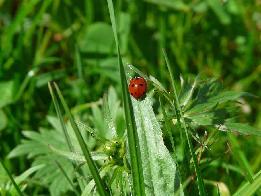 mariehøne, bille, punkter, rød, lykkeamulet, held, blad, insekt, natur, dyr, fauna, miljø, makro, tæt, tæt på, Coccinellidae, siebenpunkt ladybird, siebenpunkt, coccinella septempunctata, plante, græs, grøn farve, sommer, skønhed i naturen, forår, udendørs, fik øje på, dyr i naturen, et dyr, dyre temaer, dyreliv, hvirvelløse, vækst, dag, plante del, fokus på forgrunden, ingen mennesker, lille, græsblad, 2K