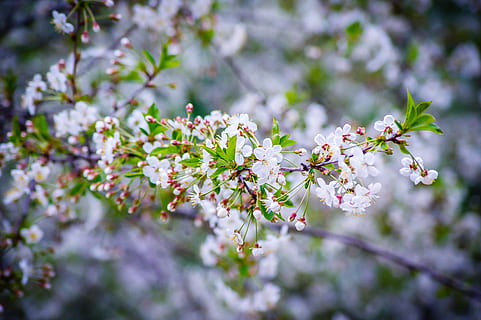 cirera, primavera, primavera, cirera, Flors de cirerer, sakura, cirera, primavera, flors blanques, florir, flor, naturalesa, fragilitat, creixement, planta, planta amb flors, frescor, vulnerabilitat, bellesa a la natura, arbre, branca, dia, enfocament selectiu, flor de cirerer, primer pla, centrar-se en primer pla, pètal, cap gent, cap de flor, a l'aire lliure, cirerer, pol·len, Ram de flors, 4K, CC0, domini públic, lliure de regalies