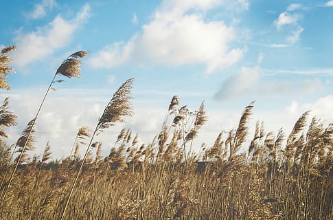 campo di grano, chiaro, blu, cielo, verde, campo d'erba, bianca, nuvole, erba, campo, nube, brezza, natura, vento, Grano, azienda agricola, soffio, ventoso, raccogliere, raccolto, paesaggio, Cloudscape, nuvola - cielo, pianta, crescita, bellezza nella natura, terra, la tranquillità, nessuno, giorno, agricoltura, ambiente, scena tranquilla, Inquadratura dal basso, scena rurale, scenics - natura, all'aperto, gambo, erba di coda di topo, 4K, CC0, dominio pubblico, privo di copyright