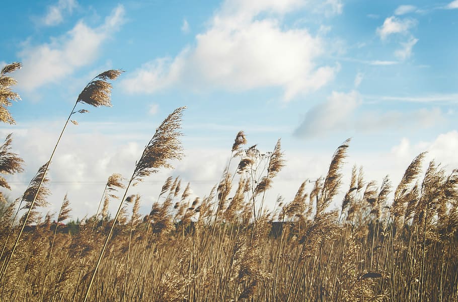 campo di grano, chiaro, blu, cielo, verde, campo d'erba, bianca, nuvole, erba, campo, nube, brezza, natura, vento, Grano, azienda agricola, soffio, ventoso, raccogliere, raccolto, paesaggio, Cloudscape, nuvola - cielo, pianta, crescita, bellezza nella natura, terra, la tranquillità, nessuno, giorno, agricoltura, ambiente, scena tranquilla, Inquadratura dal basso, scena rurale, scenics - natura, all'aperto, gambo, erba di coda di topo, 4K