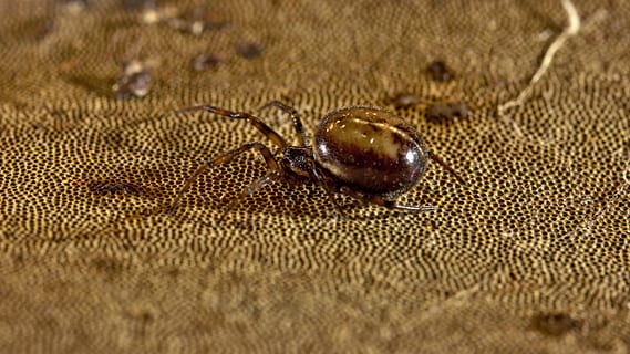 Spinne, Geschenk, Insekt, Makro, schließen, Baby-Spinnen, Gartenkreuzspinne, kriechen, Spinnentier, Tierwelt, Tiere, Natur, Tierthemen, Tier, ein Tier, Tiere in freier Wildbahn, wirbellos, Nahansicht, keine Leute, Tierkörperteil, selektiver Fokus, Textil-, braun, Tag, draußen, Fokus auf den Vordergrund, Tierhülle, Land, klein, Tierauge, 5K, CC0, gemeinfrei, lizenzfrei