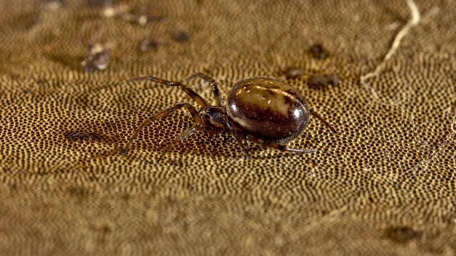 Spinne, Geschenk, Insekt, Makro, schließen, Baby-Spinnen, Gartenkreuzspinne, kriechen, Spinnentier, Tierwelt, Tiere, Natur, Tierthemen, Tier, ein Tier, Tiere in freier Wildbahn, wirbellos, Nahansicht, keine Leute, Tierkörperteil, selektiver Fokus, Textil-, braun, Tag, draußen, Fokus auf den Vordergrund, Tierhülle, Land, klein, Tierauge, 5K