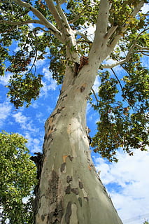 arbre, maple, tronc, blanc, cel, cel blau, blanc, cel, blau, tronc de l'arbre, naturalesa, creixement, dia, color verd, vista d’angle baix, planta, branca, cap gent, tranquil·litat, a l'aire lliure, núvol - cel, llum solar, bellesa a la natura, alta - alta, escorça, textura, escorça de la planta, directament a sota, copa de l'arbre, 1080P, CC0, domini públic, lliure de regalies
