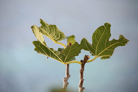 figmedis, lapai, žalias, medis, figų lapai, pasekmės, figos, pobūdį, dangus, šakos, augalų dalis, augimą, augalų, žalia spalva, Iš arti, nėra žmonių, lauke, Maistas ir gėrimai, dieną, maisto, grožis gamtoje, saulės šviesa, debesis - dangus, sutelkti dėmesį į naujas žinias, žemas kampo vaizdas, šviežumas, 5K, CC0, Viešasis domenas, nemokamai
