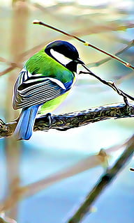 branco, verde, Preto, pássaro, pintura de galho de árvore, digital, gráficos, chapim, cor, inverno, ramo, sentado, empoleirar, focar em primeiro plano, um animal, animais selvagens, animais em estado selvagem, temas animais, ninguém, fechar-se, vertebrado, animal, dia, ao ar livre, natureza, foco seletivo, cabo, azul, árvore, beleza na natureza, 1080P, CC0, domínio público, royalty free